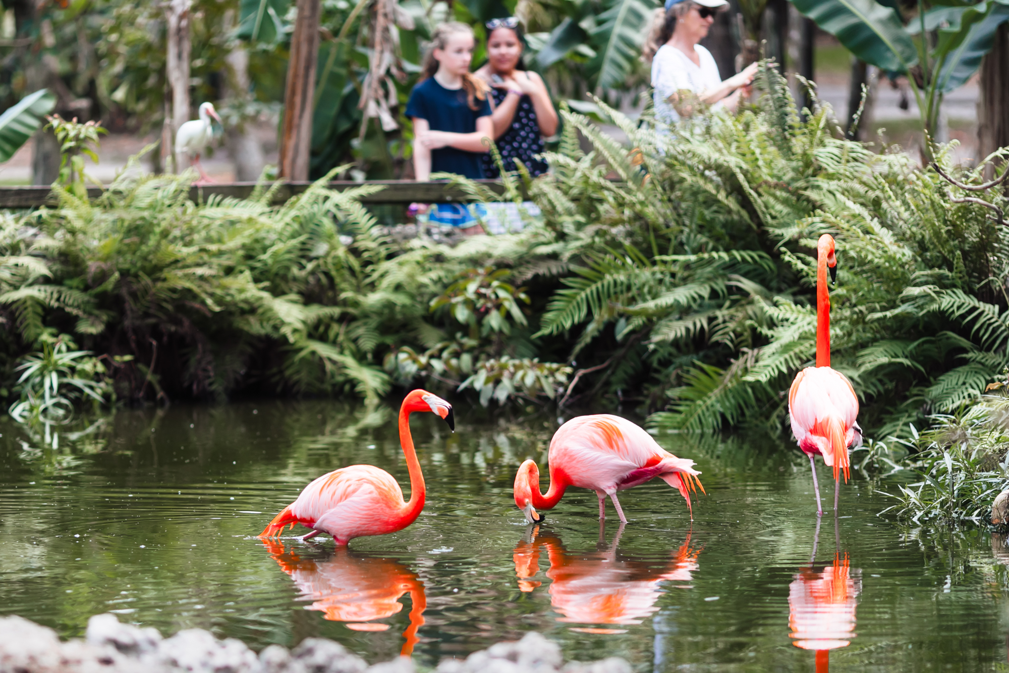 Flamingo Gardens Fort Lauderdale with Kids